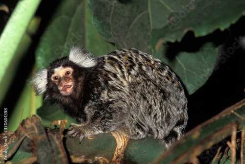 Common Marmoset, callithrix jacchus, Adult