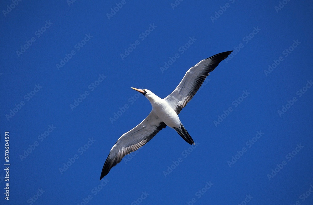 Masked Booby, sula dactylatra, Adult in Flight against Blue Sky, Galapagos Islands Masked Booby, sula dactylatra, Adult in Flight against Blue Sky, Galapagos Islands