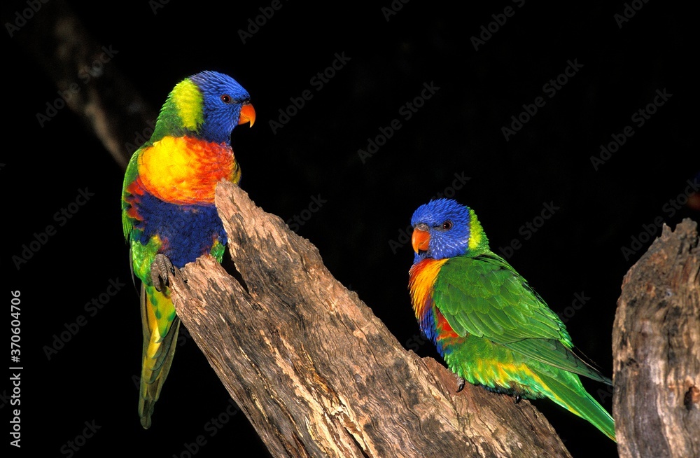 Rainbow, Lorikeet, trichoglossus haematodus moluccanus, Adults standing on Branch against Black Background Rainbow, Lorikeet, trichoglossus haematodus moluccanus, Adults standing on Branch against Black Background