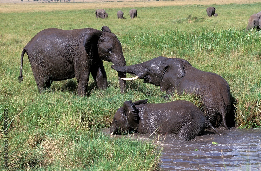 African Elephant, loxodonta africana, Group standing in Swamp, Having Bath, Masai Mara Park in Kenya African Elephant, loxodonta africana, Group standing in Swamp, Having Bath, Masai Mara Park in Kenya
