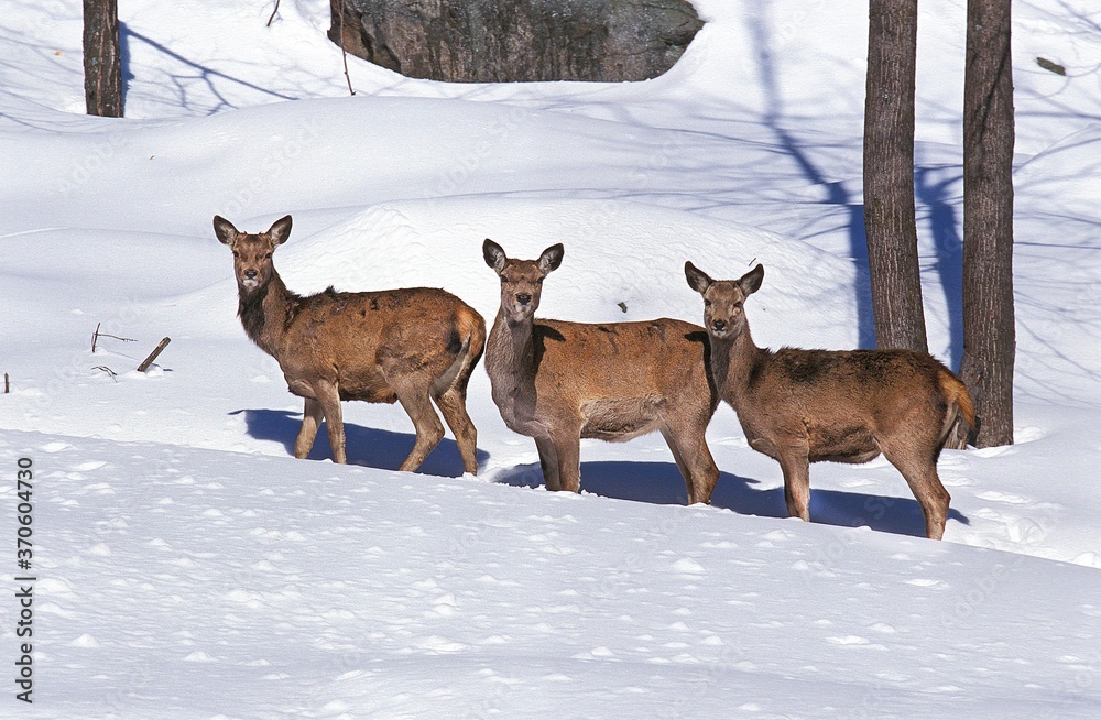 Rocky Mountain Elk or Rocky Mountain Wapiti, cervus canadensis nelsoni, Females standing in Snow, Yellowstone Park in Wyoming Rocky Mountain Elk or Rocky Mountain Wapiti, cervus canadensis nelsoni, Females standing in Snow, Yellowstone Park in Wyoming