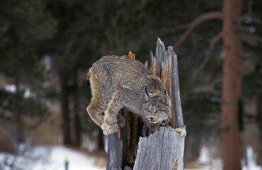 Canadian Lynx, lynx canadensis, Adult perched on Stump, Canada