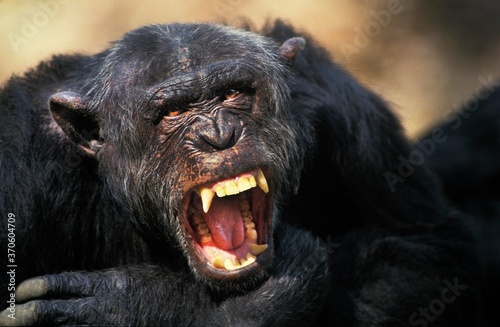 Chimpanzee, pan troglodytes, Adult with Open Mouth, Defensive Posture Fototapeta