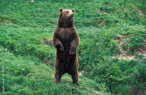 Brown Bear, ursus arctos, Adult looking around, Standing on Hind Legs
