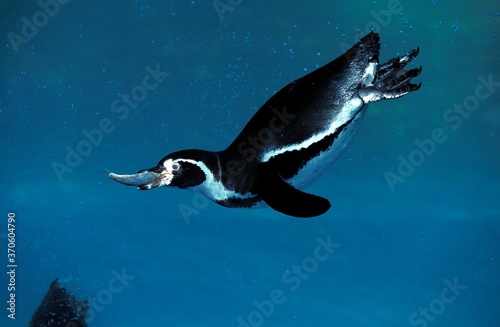 Humboldt Penguin, spheniscus humboldti, Adult fishing, with Fish in Beak