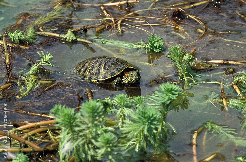Red Eared Terrapin, trachemys scripta elegans, Adult Red Eared Terrapin, trachemys scripta elegans, Adult