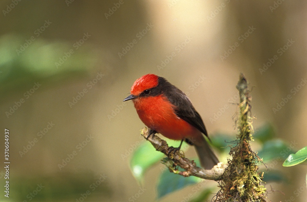 Fototapeta premium Vermillon Flycatcher, pyrocephalus rubinus, Male standing on Branch, Galapagos Islands