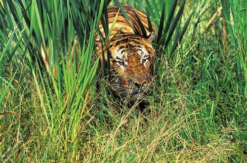 Photography Bengal Tiger, panthera tigris tigris, Adult camouflaged in Long Grass