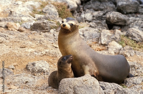 Galapagos Sea Lion, zalophus californianus wollebacki, Female with Pup standing on Rocks