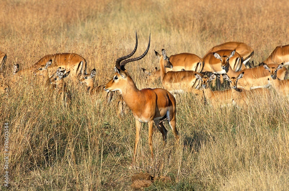 Impala, aepyceros melampus, Male with Females, Masai Mara Park in Kenya Impala, aepyceros melampus, Male with Females, Masai Mara Park in Kenya