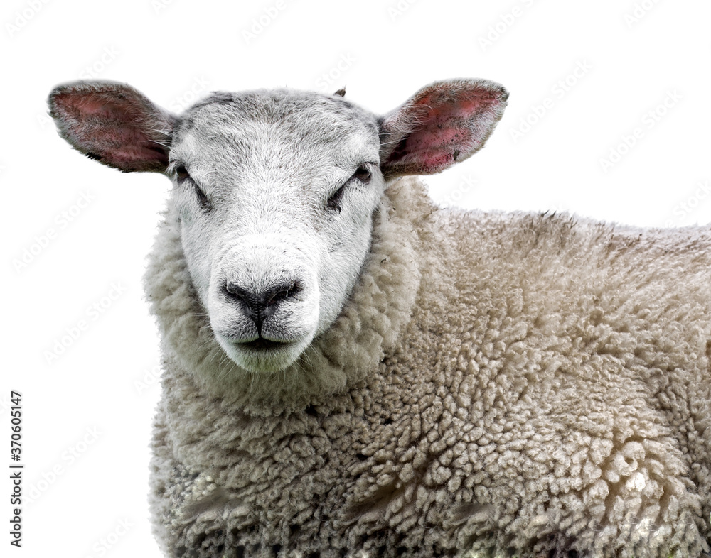 sheep on white background sheep on white background