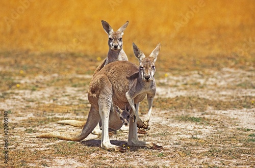 Red Kangaroo, macropus rufus, Female with Joey in Pouch, Australia