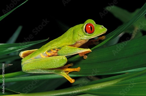 Red Eyed Tree Frog, agalychnis callidryas, Adult standing on Leaf