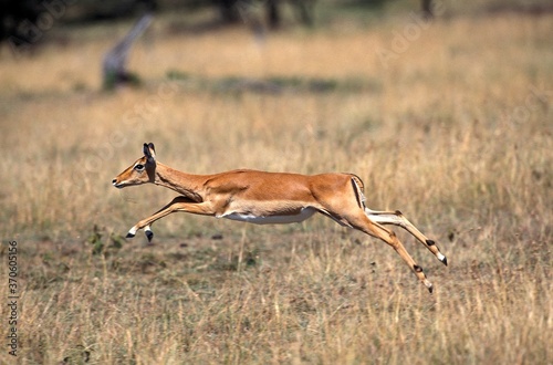 Impala, aepyceros melampus, Female running, Masai Mara Park in Kenya
