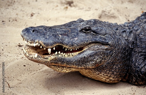 American Alligator  alligator mississipiensis  Head of Adult