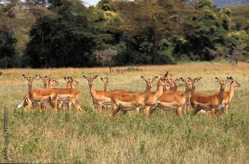 Fototapeta Naklejka Na Ścianę i Meble -  Impala, aepyceros melampus, Group of Females, Masai Mara Park in Kenya
