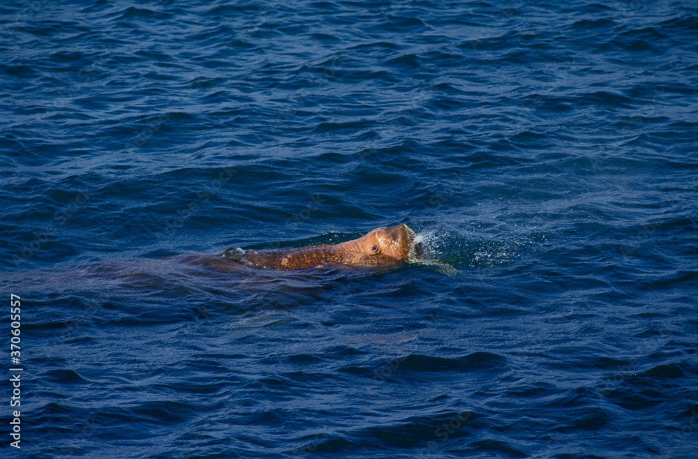 Naklejka premium Walrus, odobenus rosmarus, Adult swimming in Ocean, Round Island in Alaska