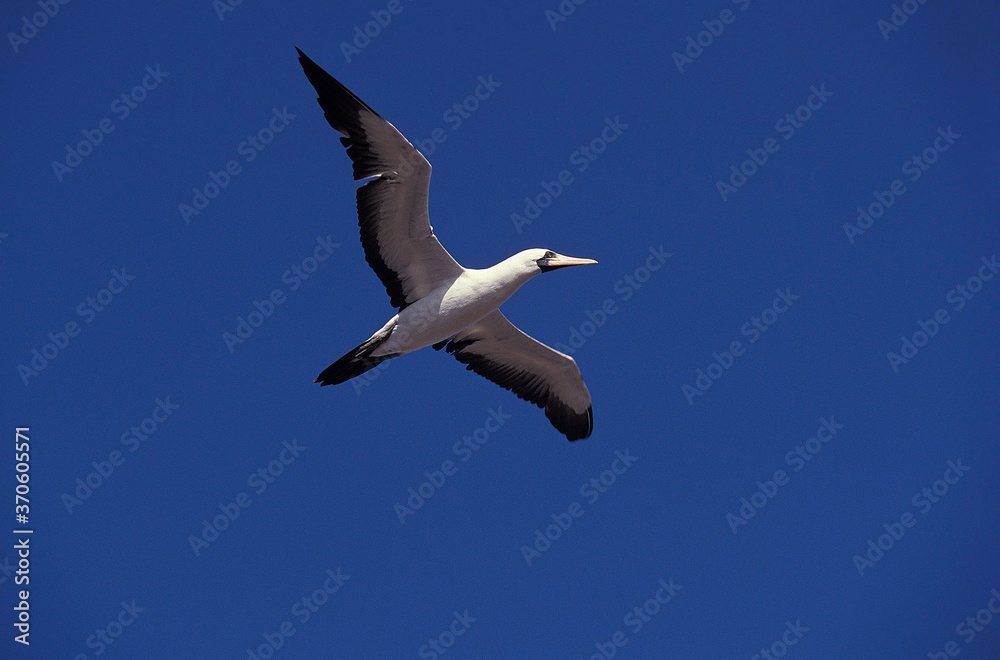 Masked Booby, sula dactylatra, Adult in Flight against Blue Sky, Galapagos Islands Masked Booby, sula dactylatra, Adult in Flight against Blue Sky, Galapagos Islands
