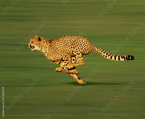 Cheetah, acinonyx jubatus, Adult running photo