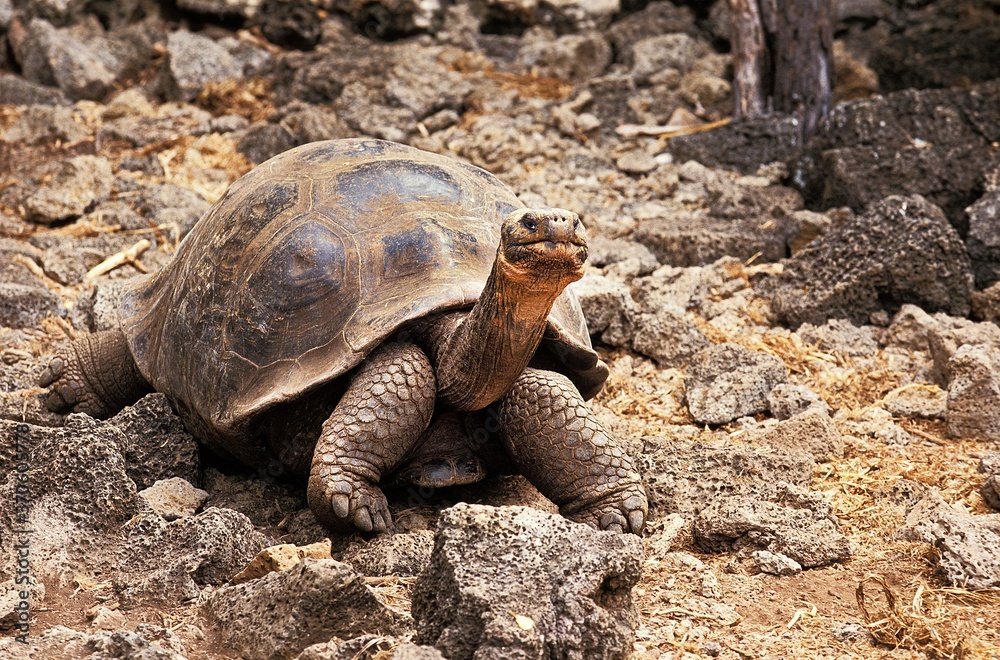 Obraz premium Giant Galapagos Tortoise, geochelone nigra, Adult standing on Rocks, Galapagos Islands