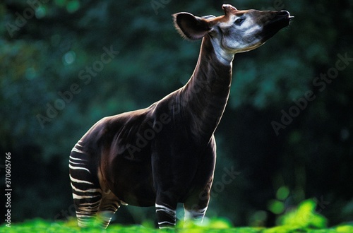 Okapi, okapia johnstoni, Adult photo