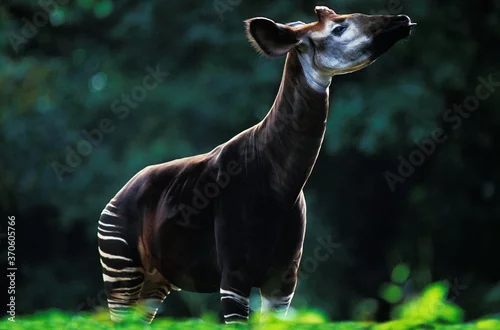 Obraz Okapi, okapia johnstoni, Adult