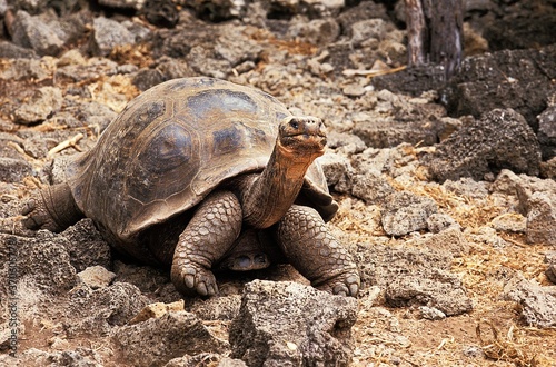 Giant Galapagos Tortoise, geochelone nigra, Adult standing on Rocks, Galapagos Islands