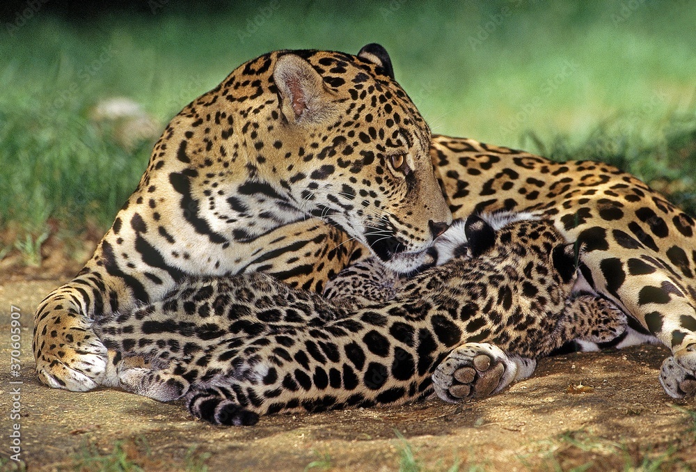 Jaguar, panthera onca, Female with Cub Suckling Jaguar, panthera onca, Female with Cub Suckling