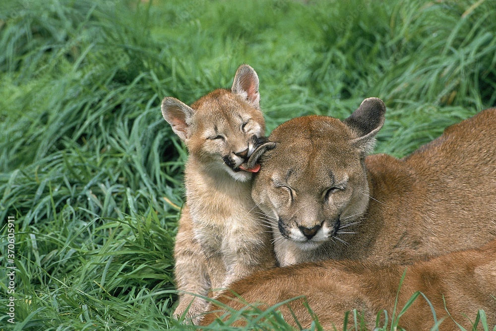 Obraz premium Cougar, puma concolor, Cub licking Mother