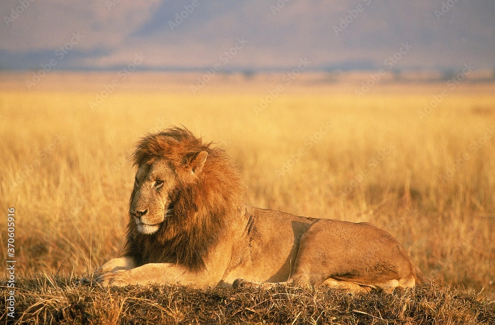 African Lion, panthera leo, Male laying in Savanna, Masai Mara Park in Kenya African Lion, panthera leo, Male laying in Savanna, Masai Mara Park in Kenya