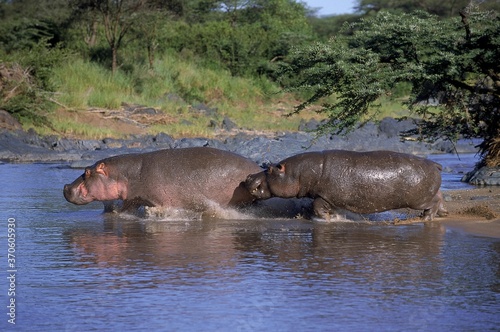 Hippopotamus, hippopotamus amphibius, Adults crossing River, Masai Mara Park in Kenya