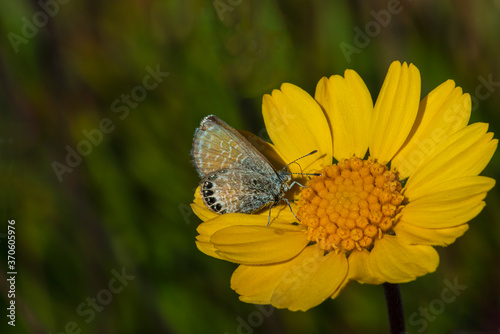 Western Pygmy-Blue Butterfly (Brephidium exilis) Feeding on Stemmy Four-Nerve Daisy © Jim