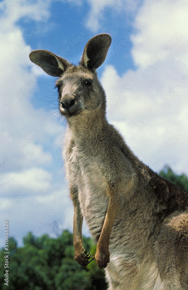 Eastern Grey Kangaroo, macropus giganteus, Adult, Australia Eastern Grey Kangaroo, macropus giganteus, Adult, Australia