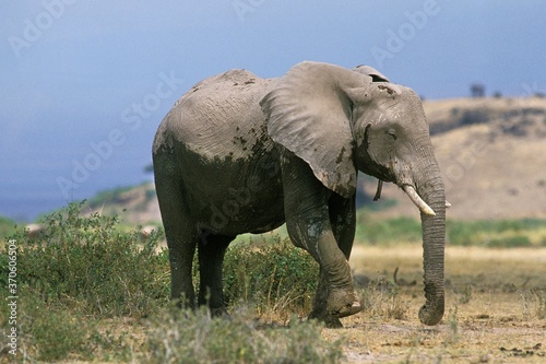African Elephant, loxodonta africana, Adult in Savannah, Kenya