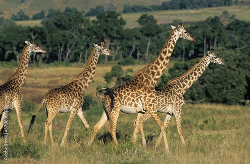 Masai Giraffe  giraffa camelopardalis tippelskirchi  Group in Masai Mara Park in Kenya