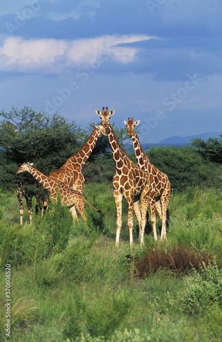 Reticulated Giraffe, giraffa camelopardalis reticulata, Group of Adults, Samburu Park in Kenya