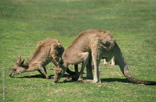 Eastern Grey Kangaroo, macropus giganteus, Adults eating Grass, Australia