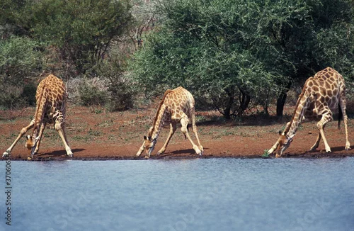 Fototapeta na wymiar Rothschild's Giraffe, giraffa camelopardalis rothschildi, Group Drinking at River, Kenya