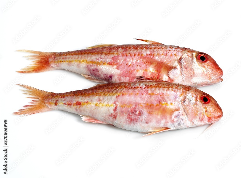 Gurnard, mullus surmuletus, Fresh Fish against White Background Gurnard, mullus surmuletus, Fresh Fish against White Background