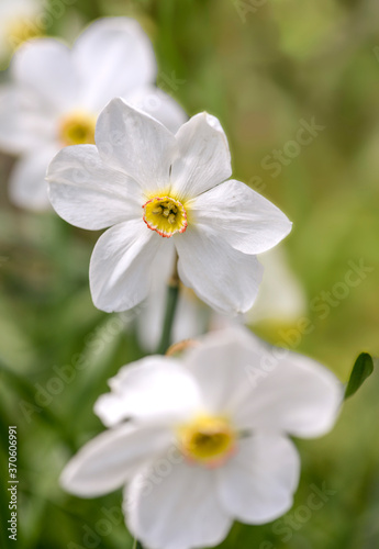 Fototapeta Naklejka Na Ścianę i Meble -  white narcissus flowers in the garden