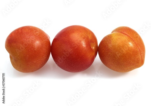 Yellow Plums  prunus domestica  Fruits against White Background