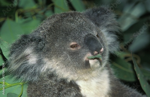 Fototapeta Naklejka Na Ścianę i Meble -  Koala, phascolarctos cinereus, Adult eating a Leaf of Eucalyptus, Australia