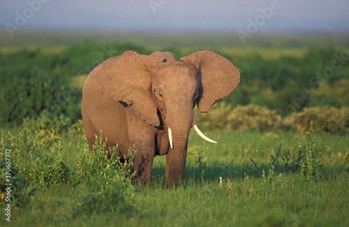 African Elephant, loxodonta africana, Adult in Savannah, Kenya