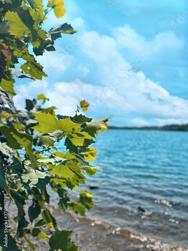 Leaves by water