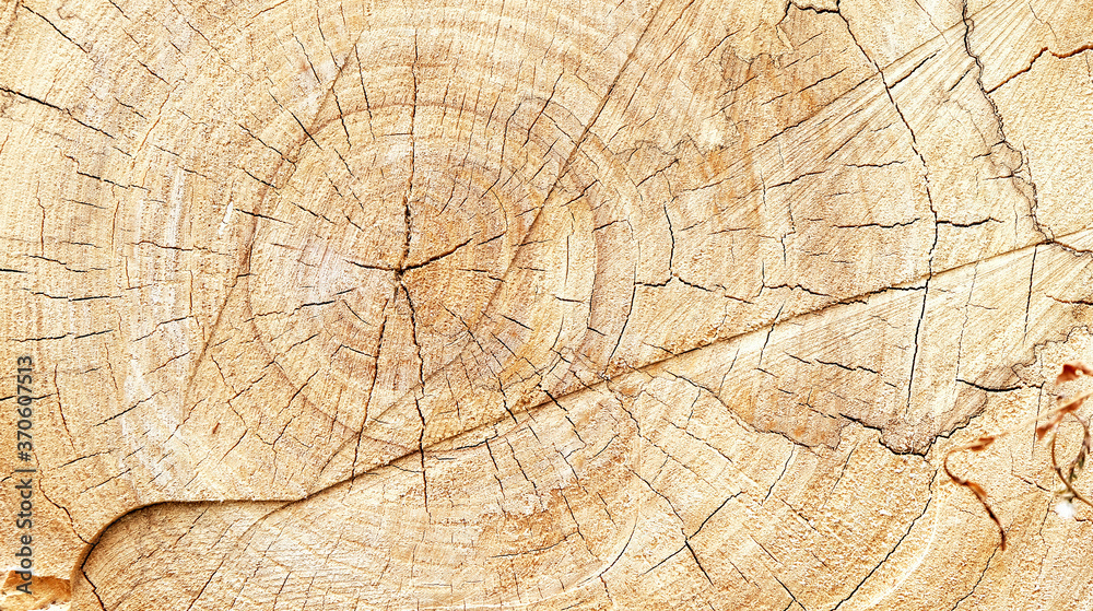 Naklejka premium wood background, saw cut tree trunk
