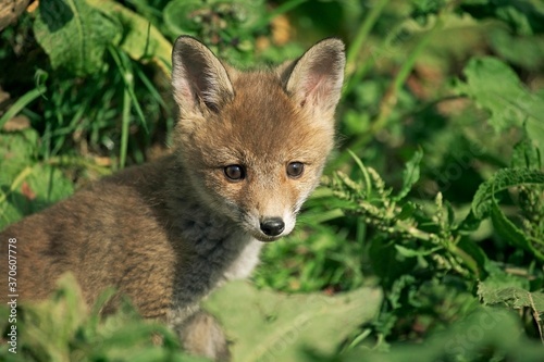 Red Fox, vulpes vulpes, Pup standing on Grass, Normandy