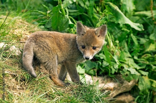 Red Fox, vulpes vulpes, Pup standing on Grass, Normandy © slowmotiongli
