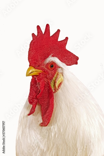 Leghorn Domestic Chicken, Portrait of Cockerel against White Background