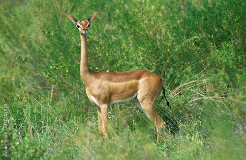 Gerenuk or Waller's Gazelle, litocranius walleri, Female at Samburu Park in Kenya