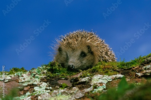 European Hedgehog, erinaceus europaeus, Adult standing on Moss